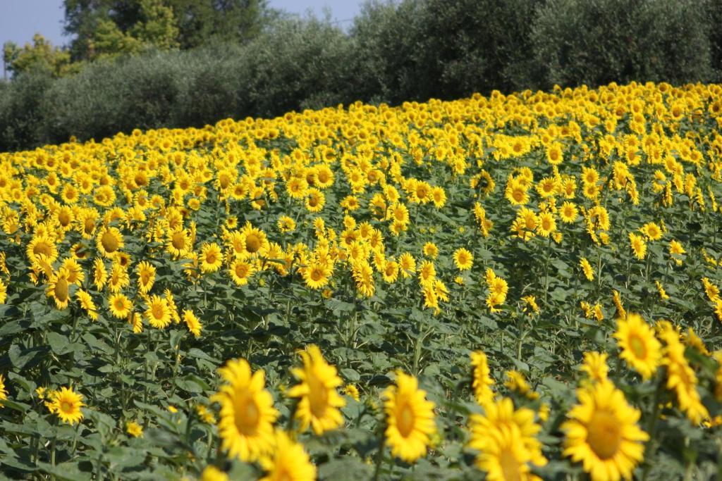 Agriturismi Farina Castiglione del Lago Exterior foto