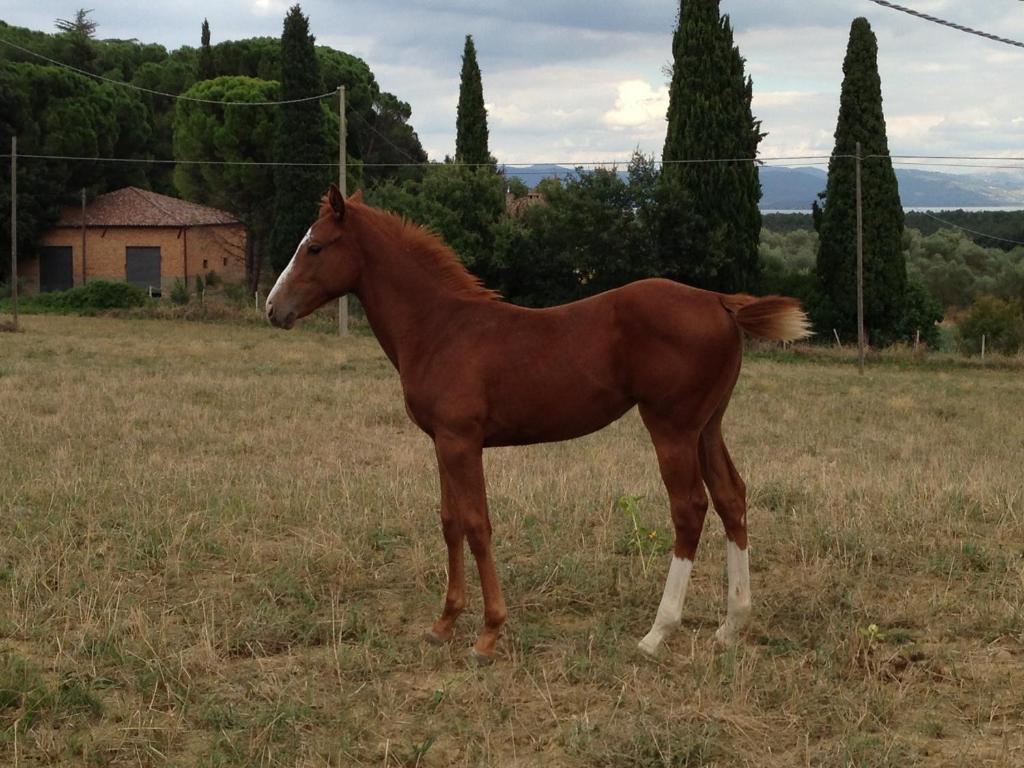 Agriturismi Farina Castiglione del Lago Exterior foto